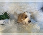 Small Photo #6 F2 Aussiedoodle-Irish Doodle Mix Puppy For Sale in SACRAMENTO, CA, USA