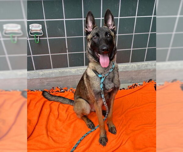 Medium Photo #1 Mutt Puppy For Sale in Rancho Cucamonga, CA, USA