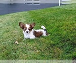 Image preview for Ad Listing. Nickname: Frankie
