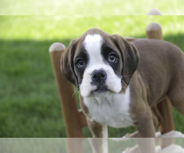 Medium Photo #5 Boxer Puppy For Sale in SHIPSHEWANA, IN, USA