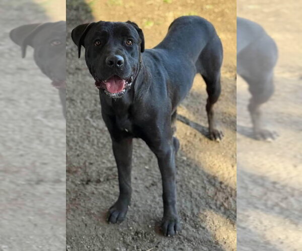 Medium Photo #3 Labrador Retriever-Unknown Mix Puppy For Sale in San Diego, CA, USA