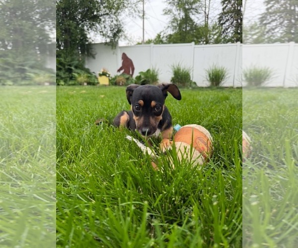 Medium Photo #3 Mutt Puppy For Sale in Coralville, IA, USA