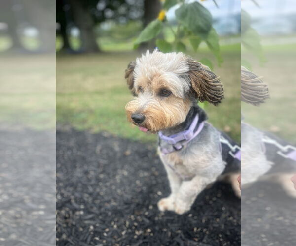 Medium Photo #4 Mutt Puppy For Sale in Allentown,, PA, USA