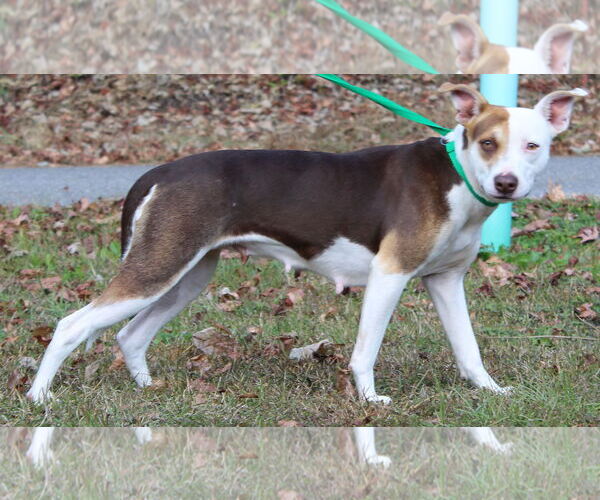 Medium Photo #3 Siberian Husky-Unknown Mix Puppy For Sale in Prattville, AL, USA