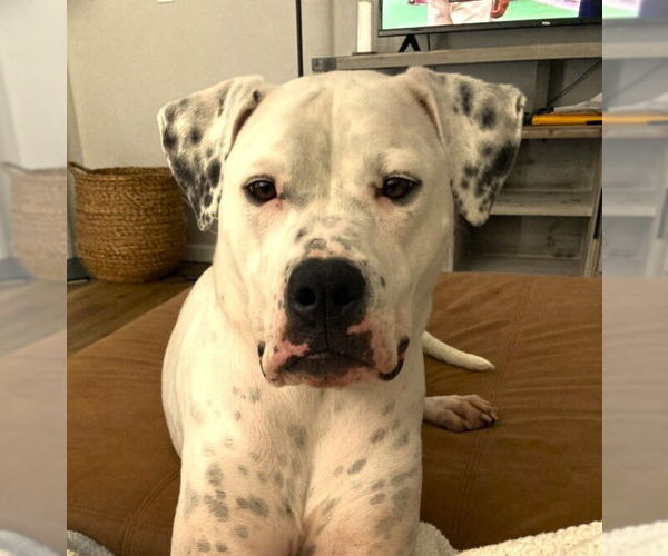 Medium Photo #3 American Bulldog Puppy For Sale in Raleigh, NC, USA