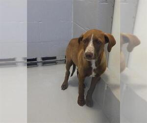 Pointer-Unknown Mix Dogs for adoption in Augusta, GA, USA