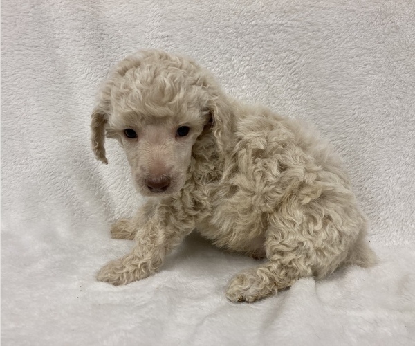 Medium Photo #7 Poodle (Standard) Puppy For Sale in CHETEK, WI, USA
