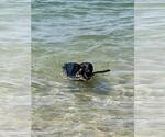 Small #1 German Shepherd Dog