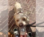 Small #3 Mutt
