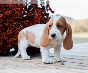 Basset Hound Puppy for sale in LIBERTY, KY, USA