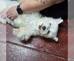 Small #7 Maltese Mix