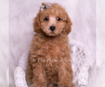 Puppy Tweetie F1B Maltipoo (Toy)