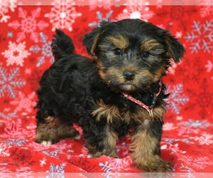 Yo-Chon Puppy for sale in COSHOCTON, OH, USA