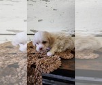 Small Photo #4 Mal-Shi-Poodle (Miniature) Mix Puppy For Sale in GREENWOOD, WI, USA