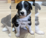 Small #1 F2 Aussiedoodle