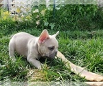 Small Photo #7 French Bulldog Puppy For Sale in PASCO, WA, USA