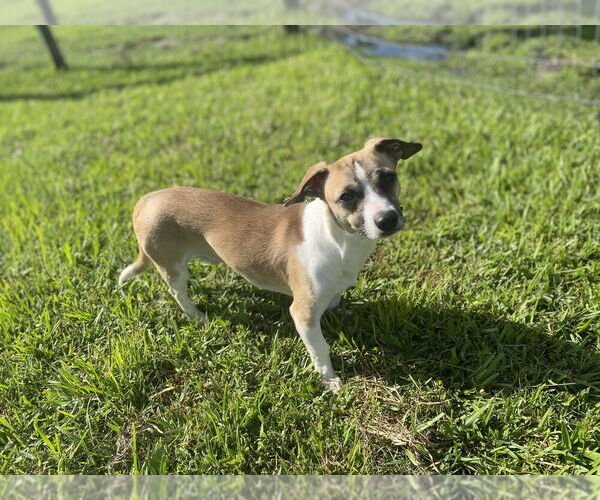 Medium Photo #1 Chihuahua-Unknown Mix Puppy For Sale in oakland, FL, USA