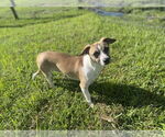 Small Chihuahua Mix