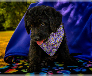 Labradoodle Puppy for sale in DEEPWATER, MO, USA