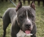 Small Photo #1 American Bully Puppy For Sale in SALEM, IL, USA