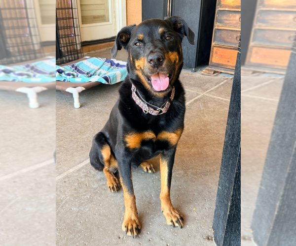 Medium Photo #9 Rottweiler Puppy For Sale in Gilbert, AZ, USA