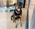 Small #8 Rottweiler