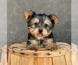 Yorkshire Terrier Puppy for Sale in OCALA, Florida USA