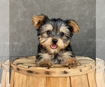 Image preview for Ad Listing. Nickname: Litter of 8