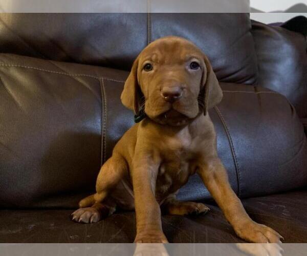Medium Photo #5 Vizsla Puppy For Sale in NEW YORK MILLS, MN, USA