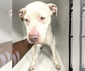 Mutt Dogs for adoption in Houston, TX, USA