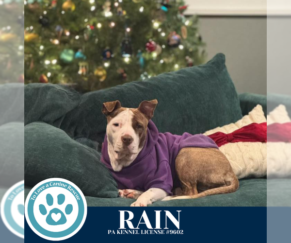 Medium Photo #3 Mutt Puppy For Sale in Kimberton, PA, USA