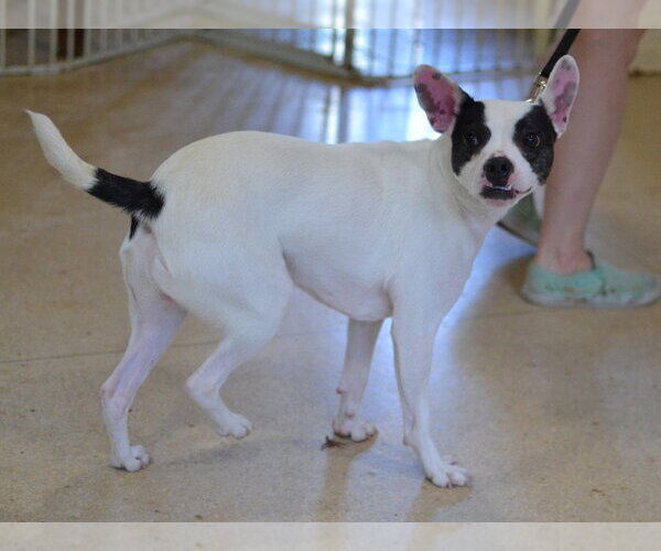 Medium Photo #3 Boston Terrier-Unknown Mix Puppy For Sale in Enfield, CT, USA
