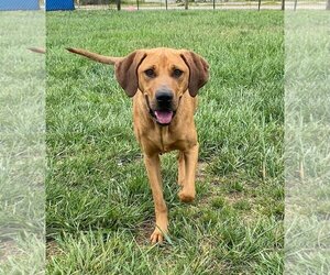 Mutt Dogs for adoption in Pacolet, SC, USA