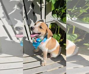 Beagle-Catahoula Leopard Dog Mix Dogs for adoption in Virginia Beach, VA, USA