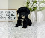 Small #3 ShihPoo