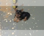 Small Photo #6 Yorkshire Terrier Puppy For Sale in CARROLLTON, GA, USA