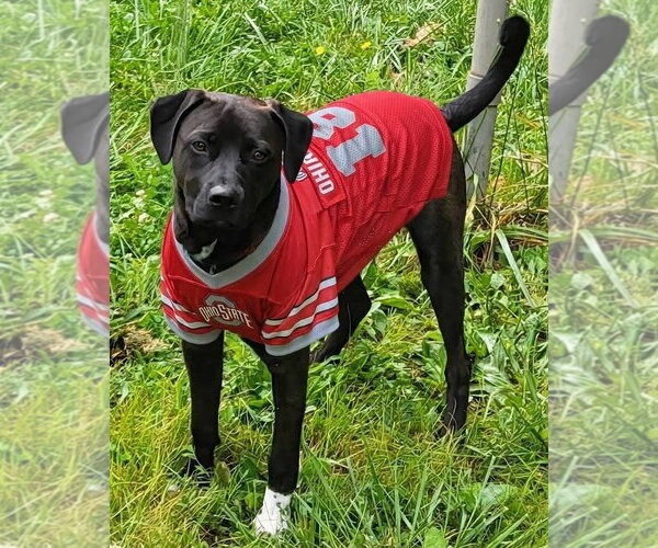 Medium Photo #2 Labrador Retriever-Unknown Mix Puppy For Sale in Germantown, OH, USA
