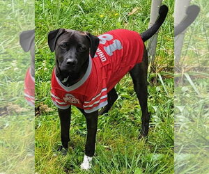 Bottlecap - Male Labrador Retriever-Unknown Mix Dog for Adoption - Photo #2
