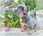 Small Photo #8 French Bulldog Puppy For Sale in LAS VEGAS, NV, USA