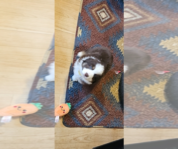 Medium Photo #1 Miniature American Shepherd Puppy For Sale in JEWETT CITY, CT, USA