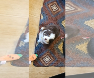 Miniature American Shepherd Puppy for sale in JEWETT CITY, CT, USA