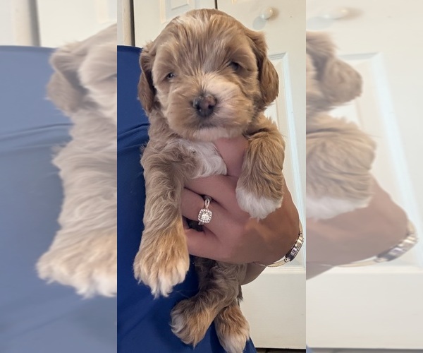 Medium Photo #8 Cock-A-Poo Puppy For Sale in KENNER, LA, USA