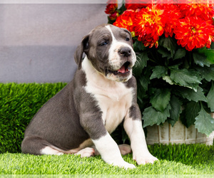 Medium Great Dane