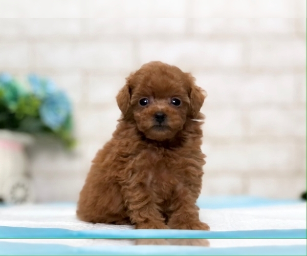 Medium Photo #1 Poodle (Miniature) Puppy For Sale in LOS ANGELES, CA, USA