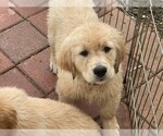 Small Photo #13 Golden Retriever Puppy For Sale in ABERDEEN, NC, USA