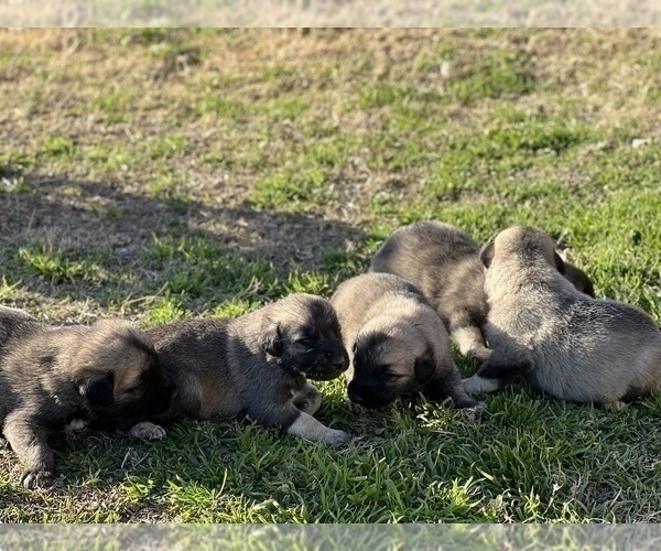 Medium Photo #2 Kangal Dog Puppy For Sale in MESA, AZ, USA