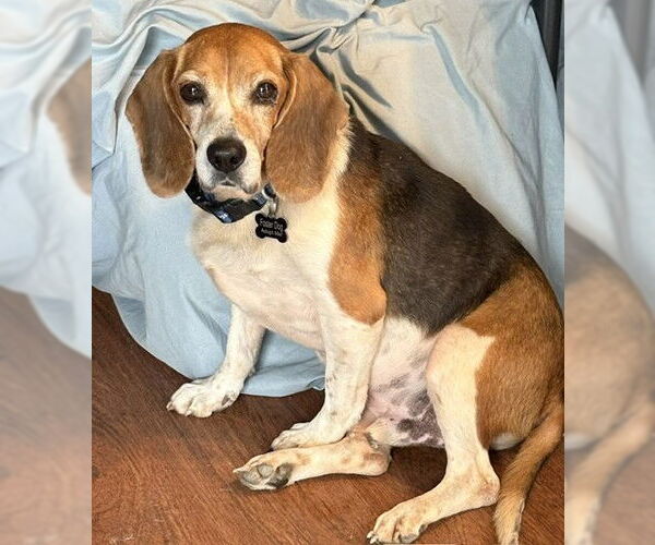 Medium Photo #8 Beagle Puppy For Sale in Dunnellon, FL, USA