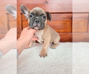 French Bulldog Puppy for sale in HOLLYWOOD, FL, USA