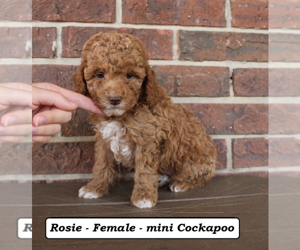 Medium Photo #4 Cockapoo (Miniature) Puppy For Sale in CLARKRANGE, TN, USA