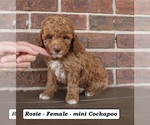 Small #3 Cockapoo (Miniature)